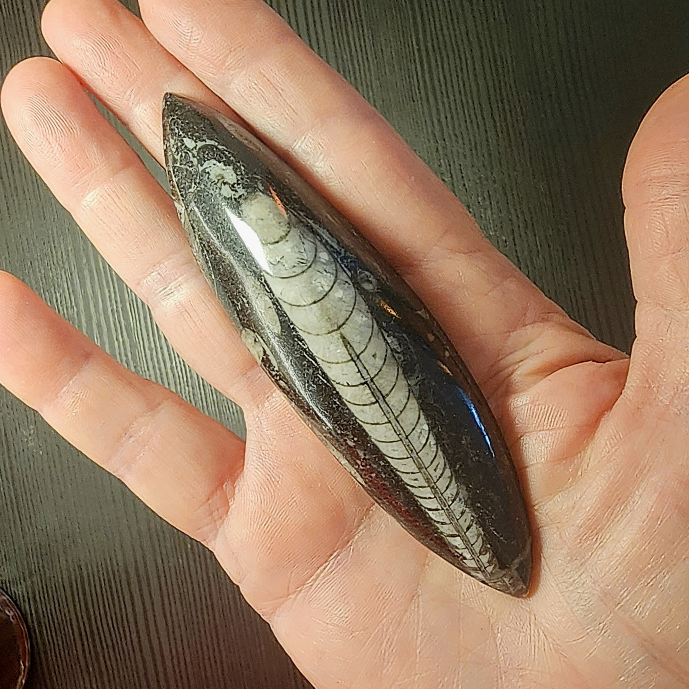 מאובן אורתוצרס — Orthoceras Fossil – תמונה 5