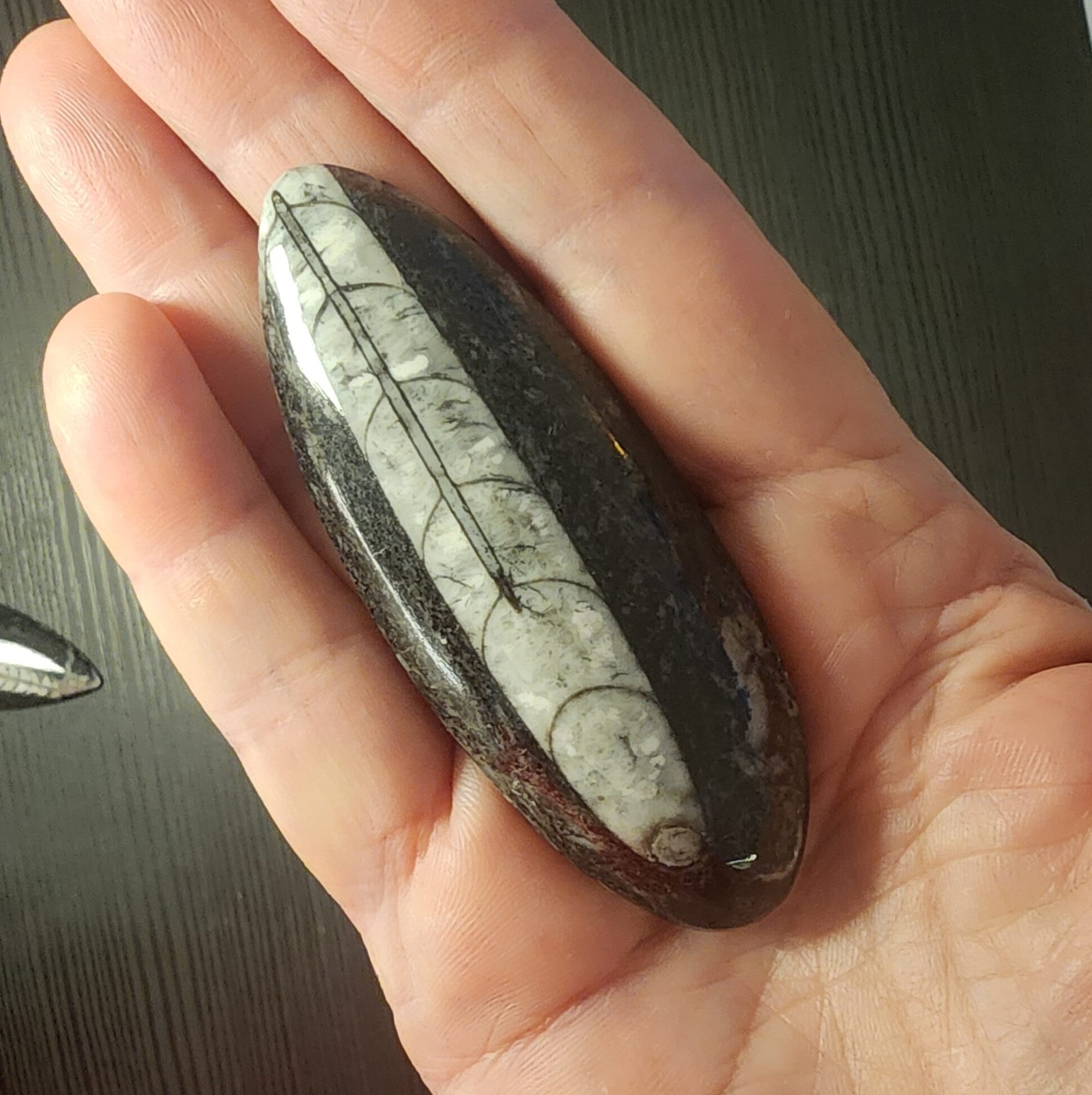 מאובן אורתוצרס — Orthoceras Fossil – תמונה 3