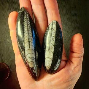 מאובן אורתוצרס — Orthoceras Fossil