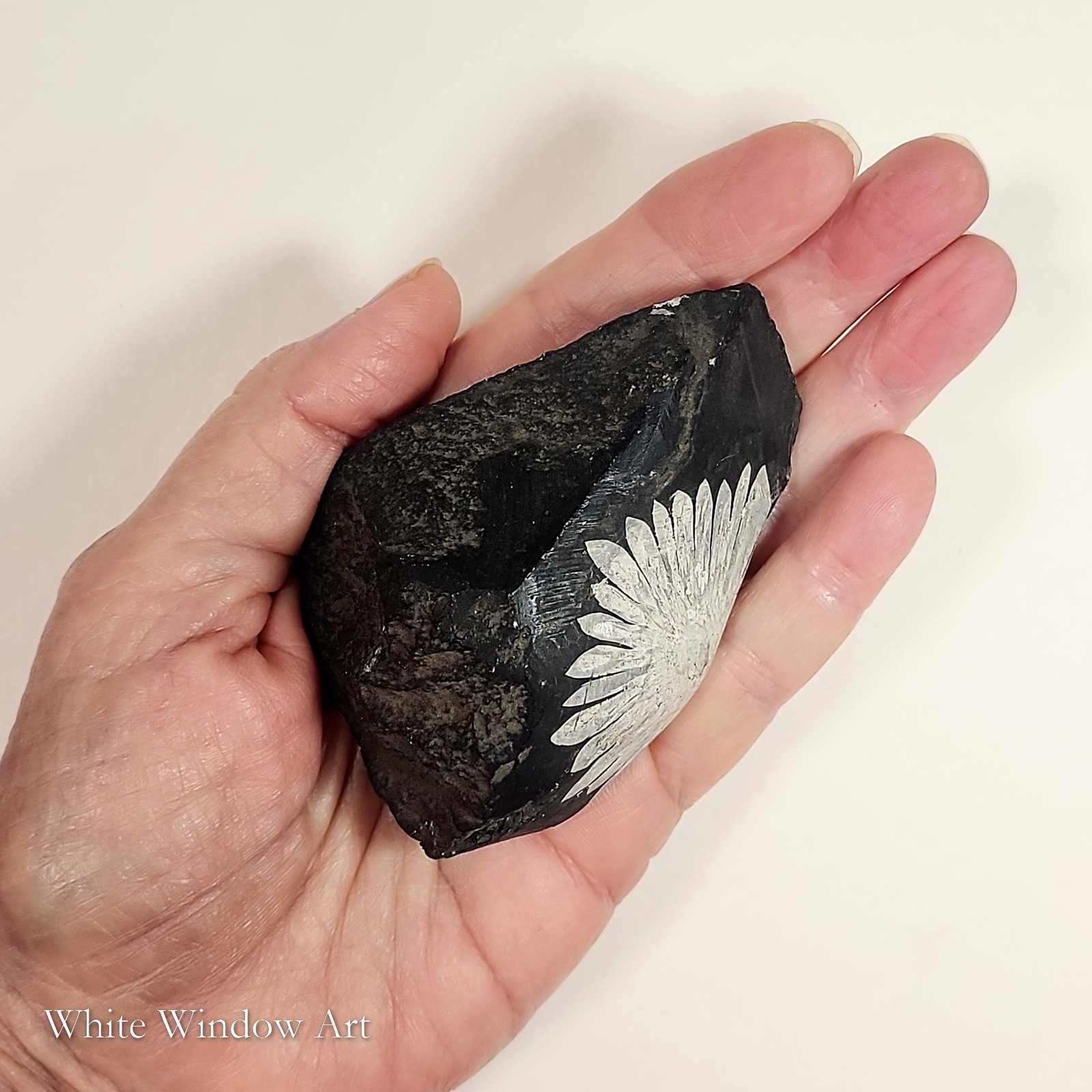 אבן כריסנתמום נדירה Chrysanthemum Stone – תמונה 7