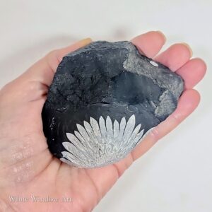 אבן כריסנתמום נדירה Chrysanthemum Stone