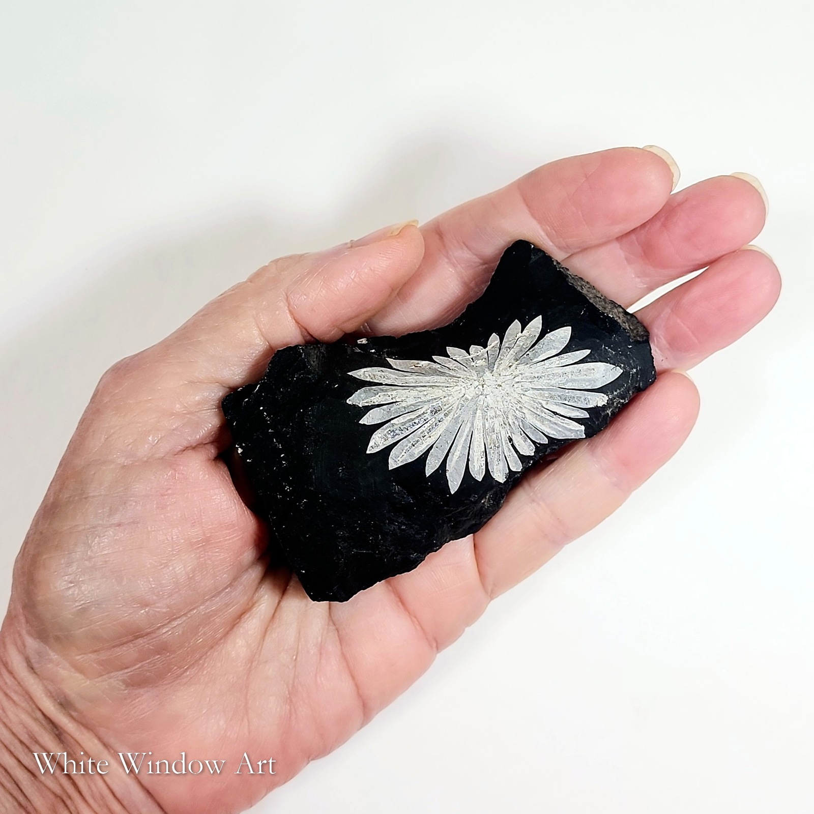 אבן כריסנתמום נדירה Chrysanthemum Stone – תמונה 4